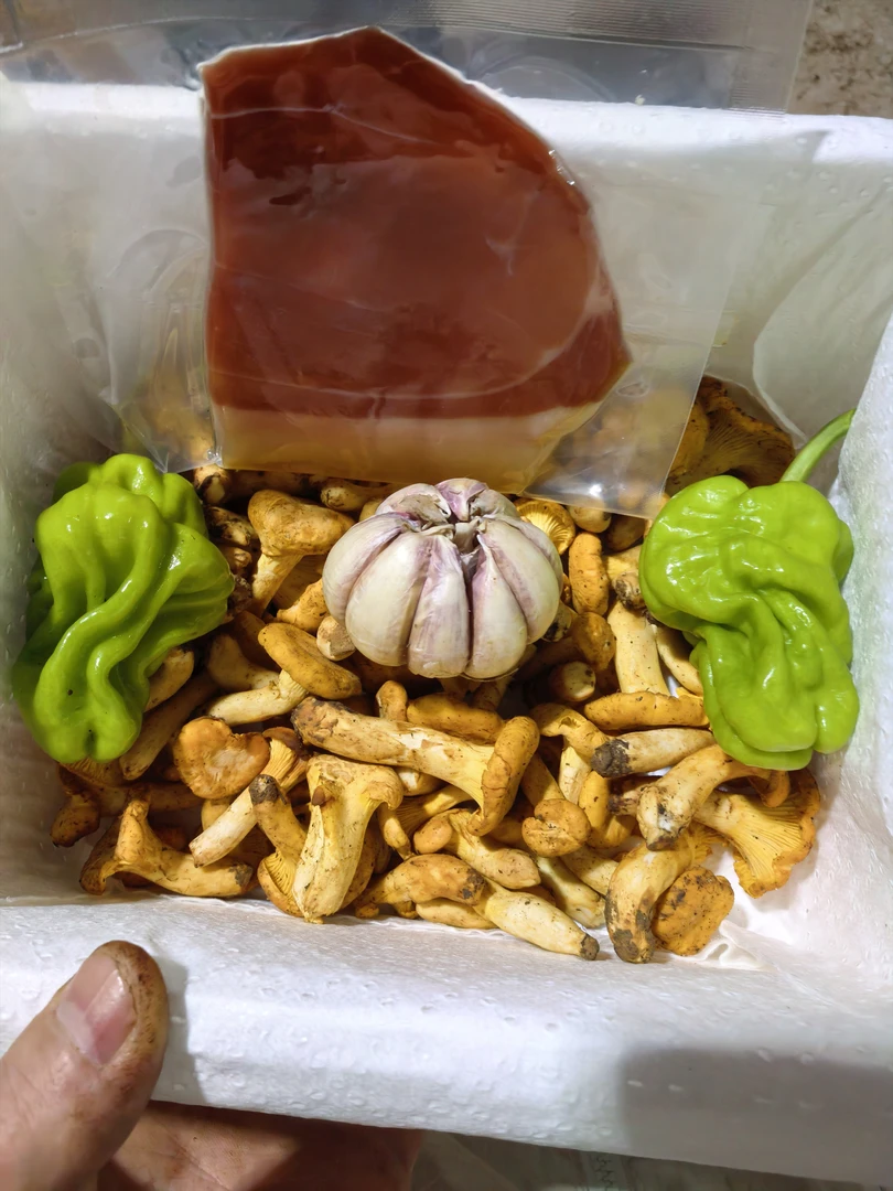 云南新鲜野生鸡油菌，250克-1000克顺丰空运冷链包邮