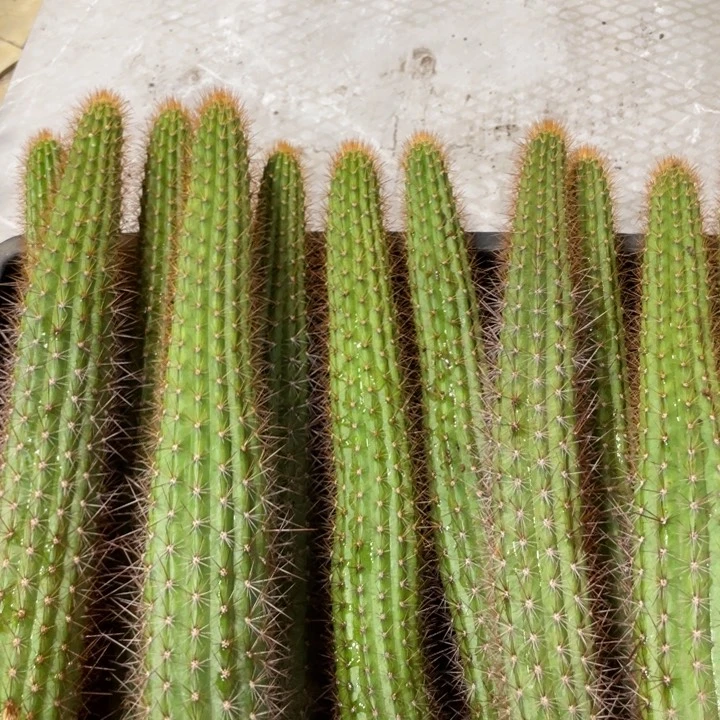 进口金妞金3自根20公分