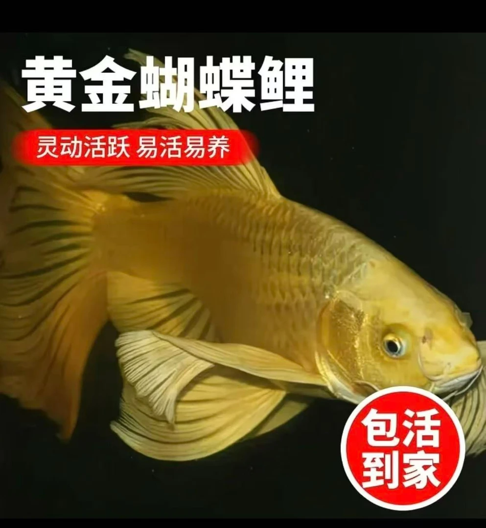 蝴蝶鲤黄金蝴蝶鲤龙鲤纯种混养繁殖冷水包邮蝴蝶鲤台系赛级纯种