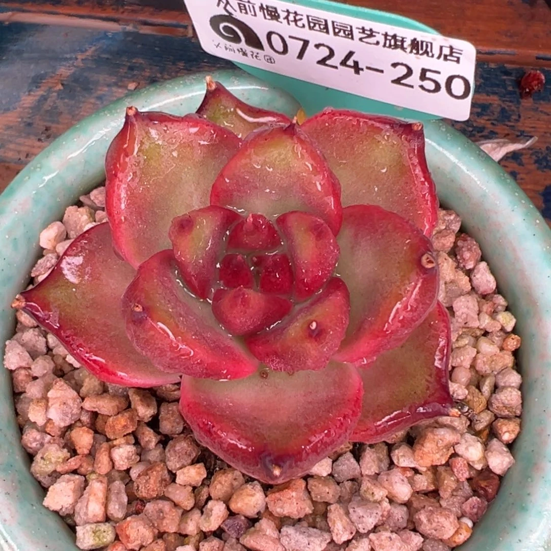 从前慢多肉精选编号0724.250