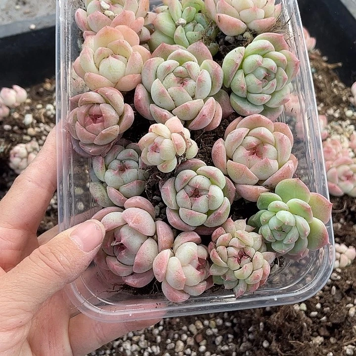 糕大上多肉植物328
