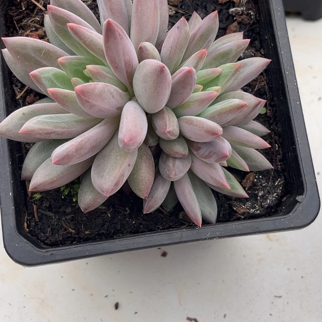 流沙虞美人多肉植物929