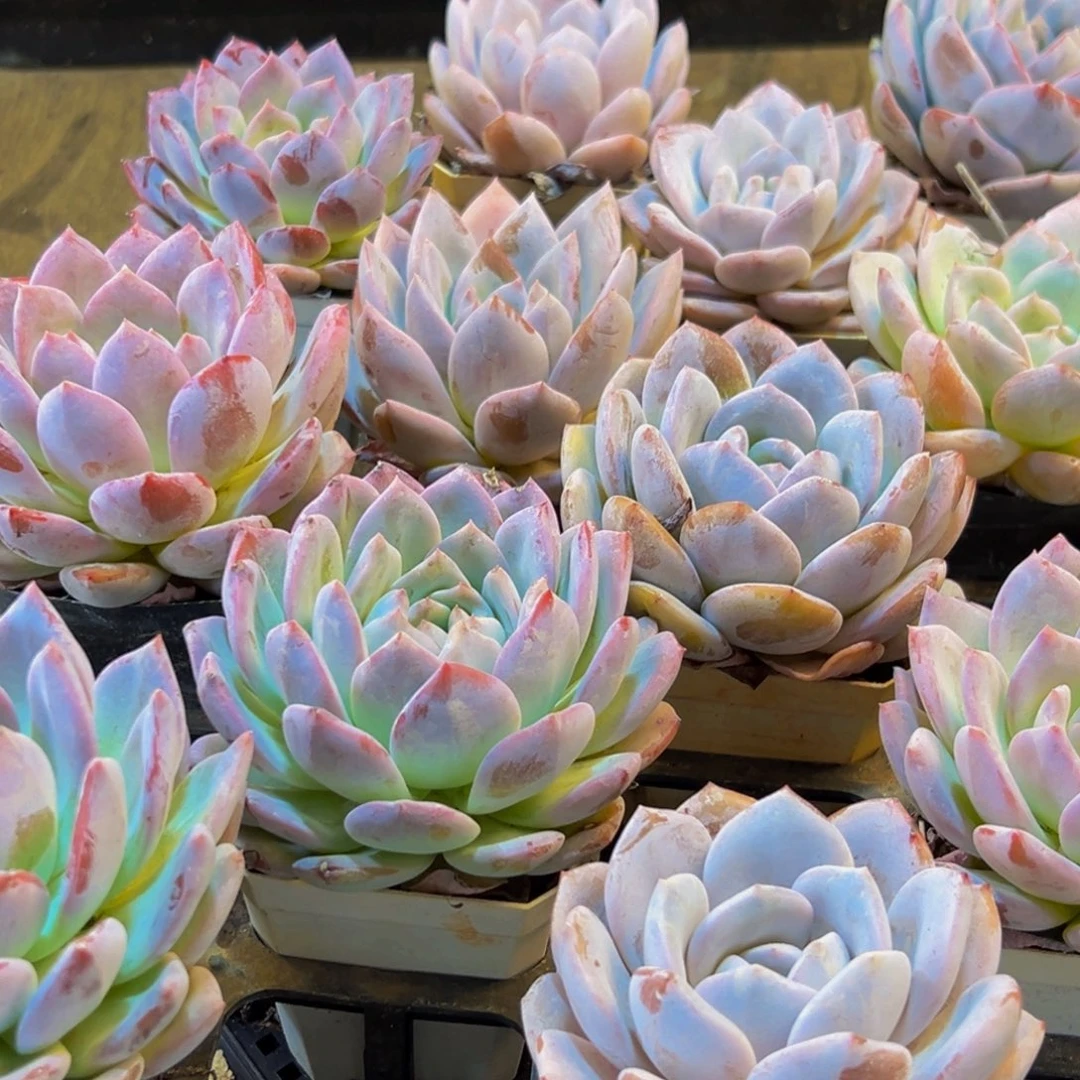 860多肉的我也是很喜欢