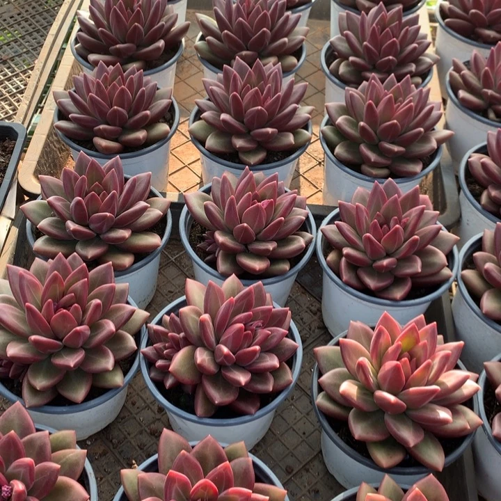 超大迷雾泡泡多肉植物两单包邮