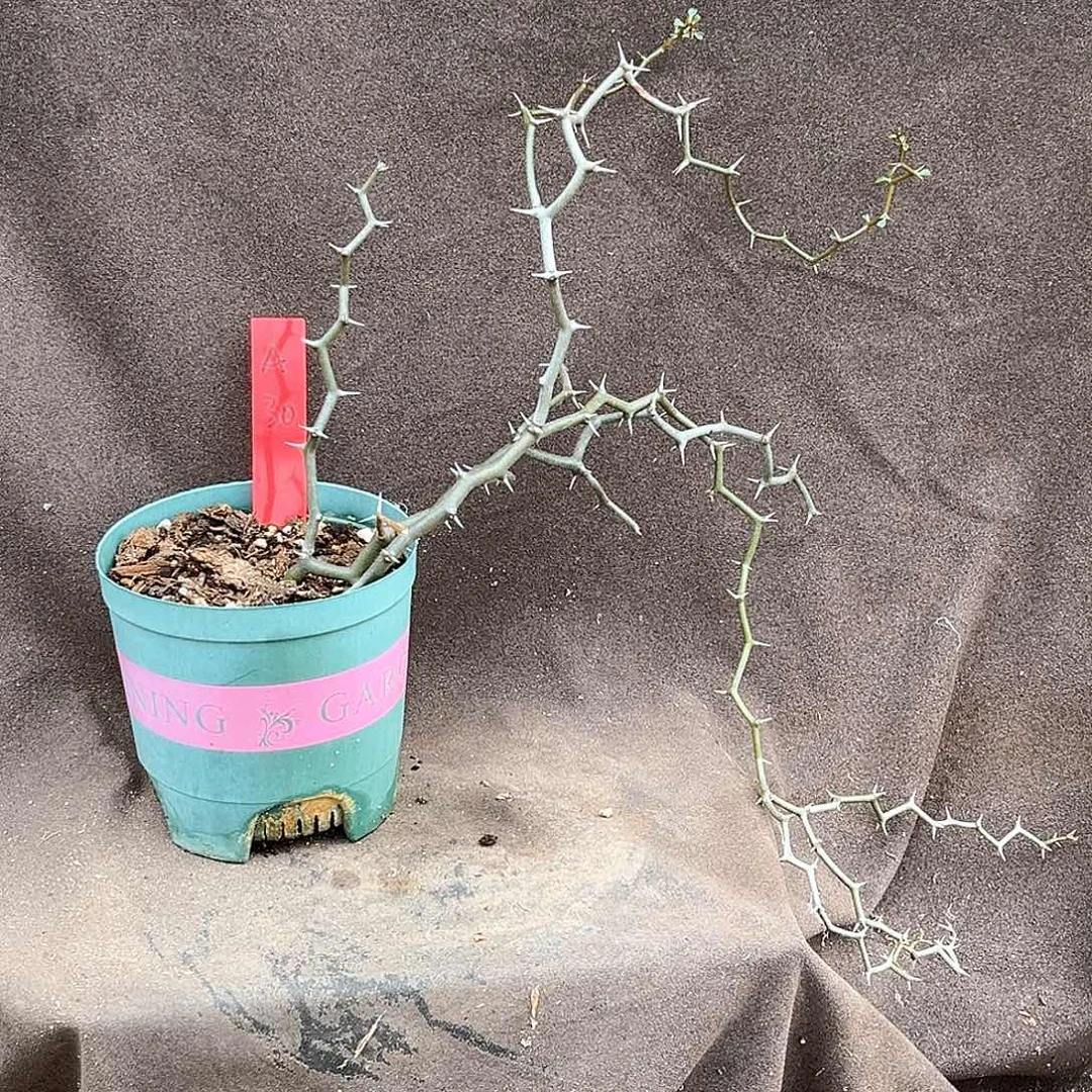 潮流植物弯曲龙，A30.飘枝