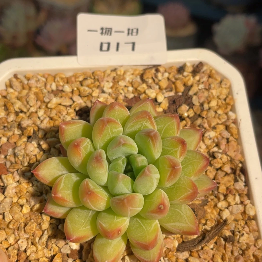 017 甲骨文升级版111111