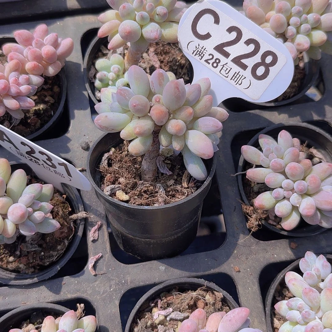 C228婴儿手指一物一拍