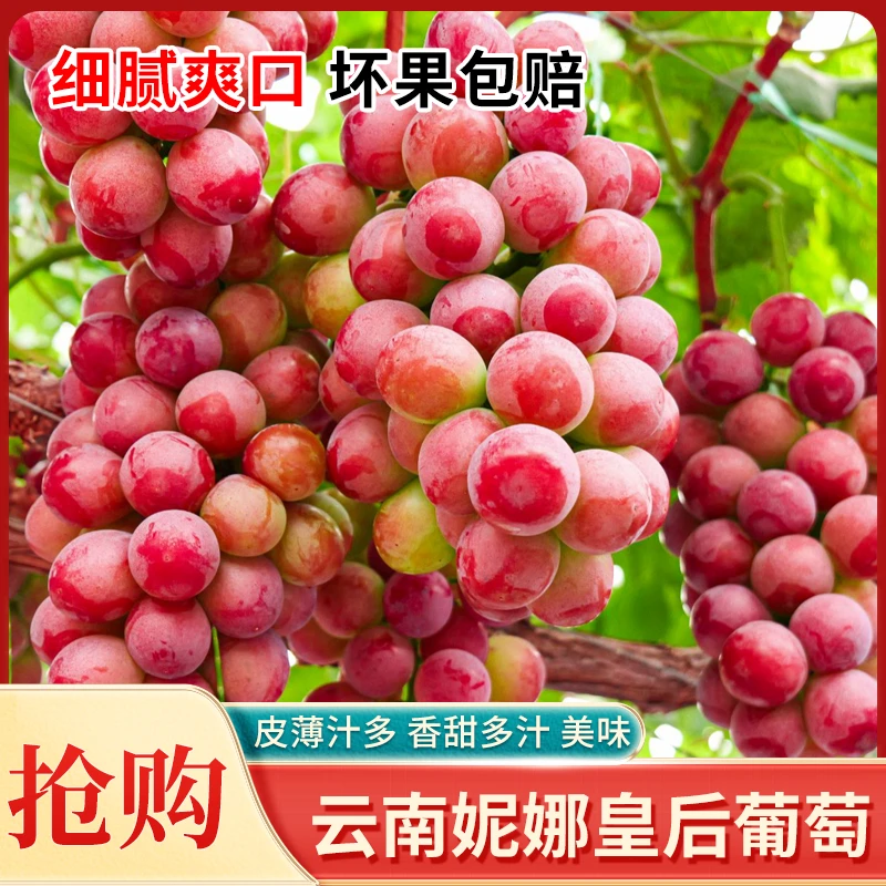妮娜皇后葡萄无籽当季水果正宗新鲜无核特大果顺丰包邮批发