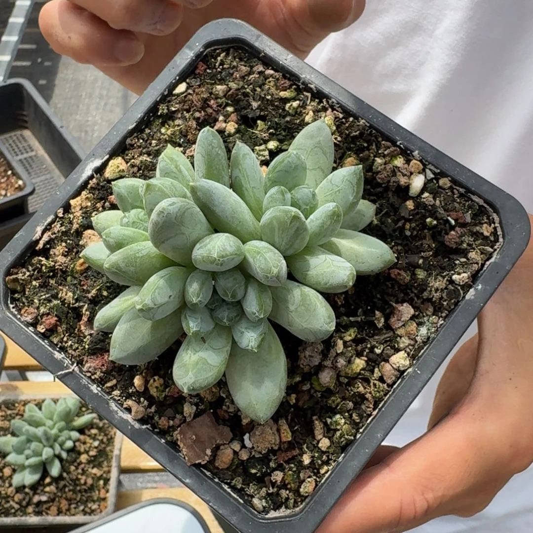 森林之心000000000