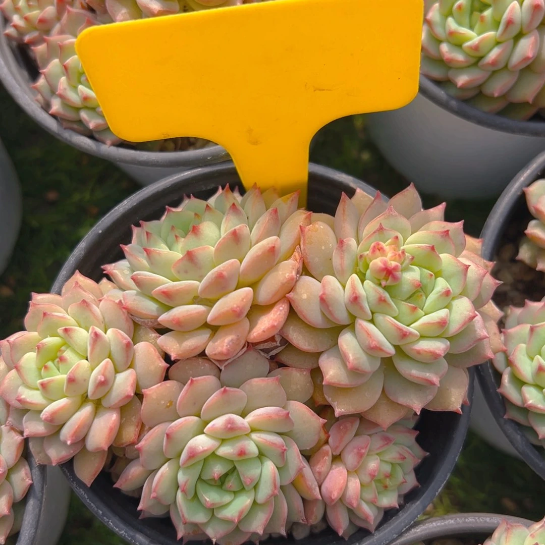 福利来了来了来了来