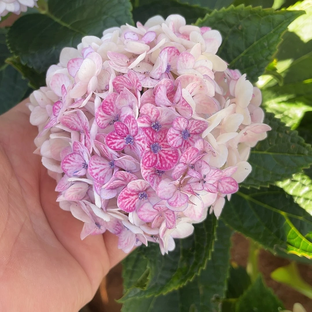 绣球切花一物一拍3枝起包邮，加购102