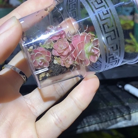 完全开放弗洛里捕虫堇