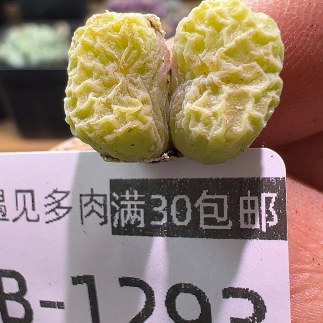 多肉植物11111111111