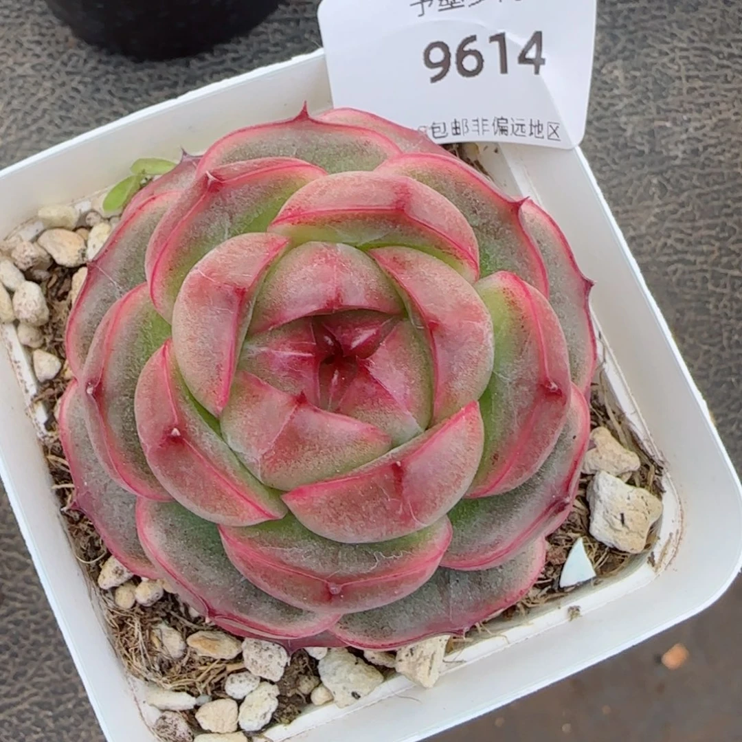 碧海珍妮，9614多肉植物