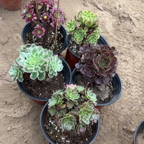 436多肉植物组合，