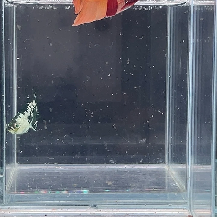 斗鱼包活不包损谢谢