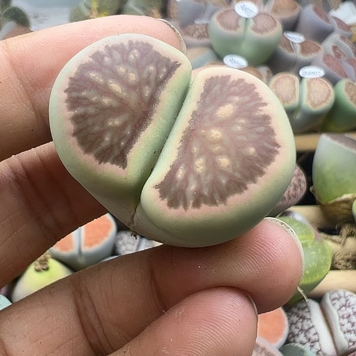 4926下播福利绿体菊