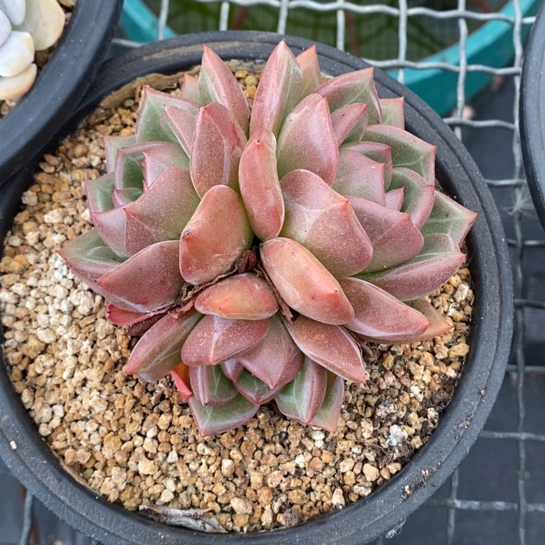 香槟三头一物一拍