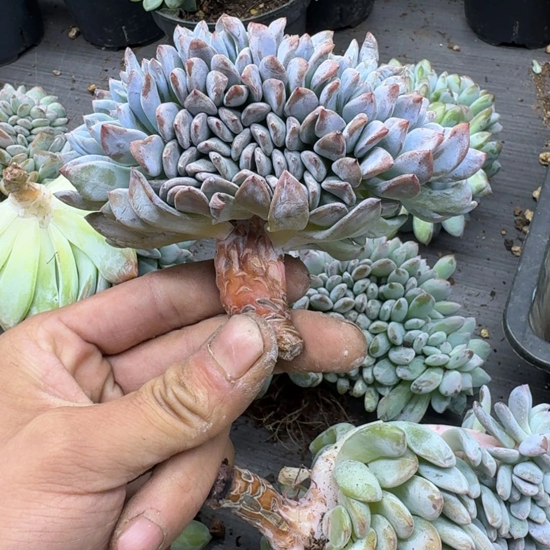 星影树缀无砍多肉