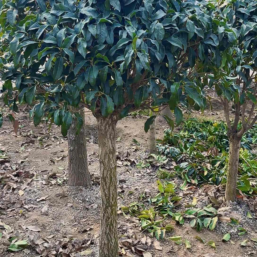 用****2桂花。 八月桂系列