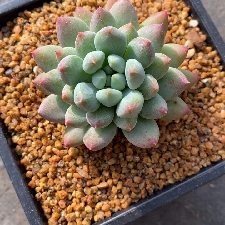 S***麻美人的心动了吧呜呜我