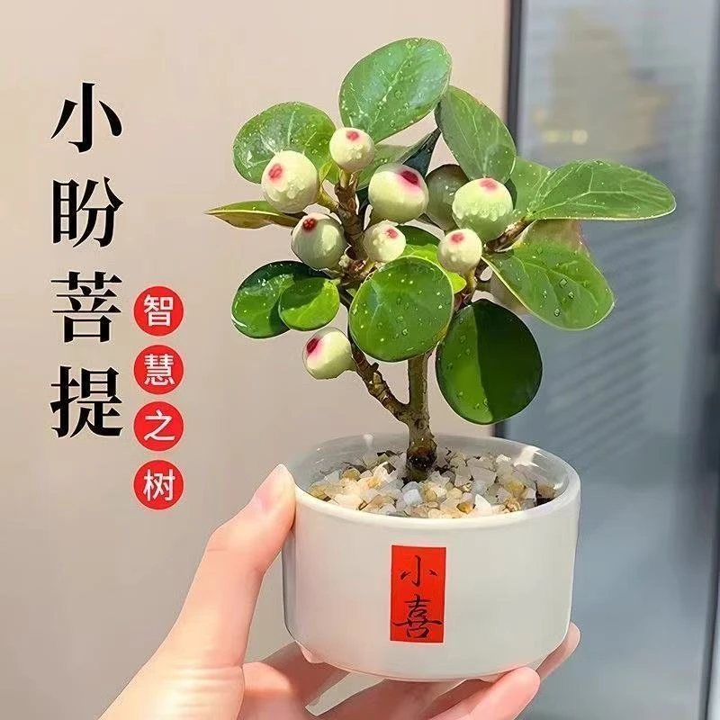 小盼菩提树菩提带果盆栽禅意桌面绿植好养室内植物办公室花卉盆景