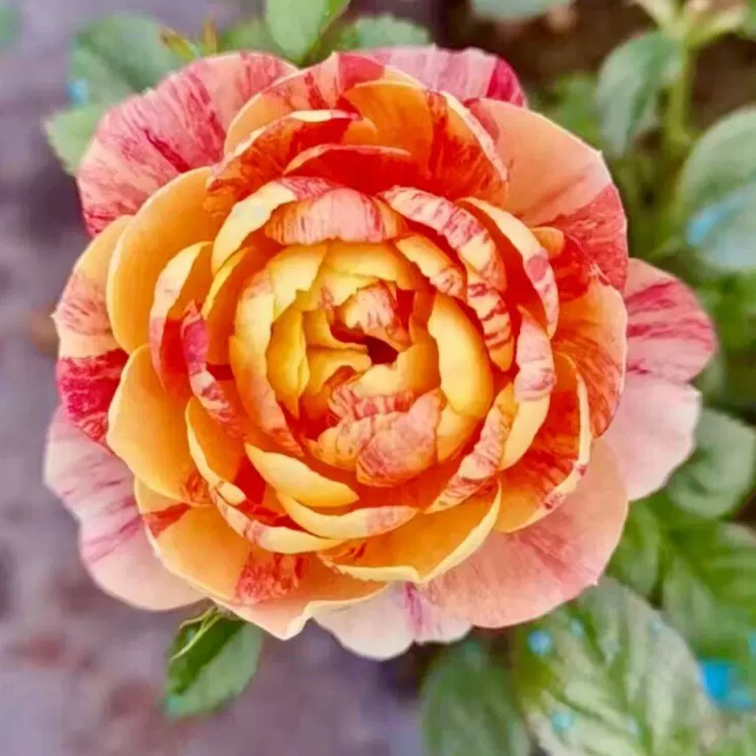 阳台系列月季鲜花发货两盆养护简单不停地开花ئىككىتاشتەك