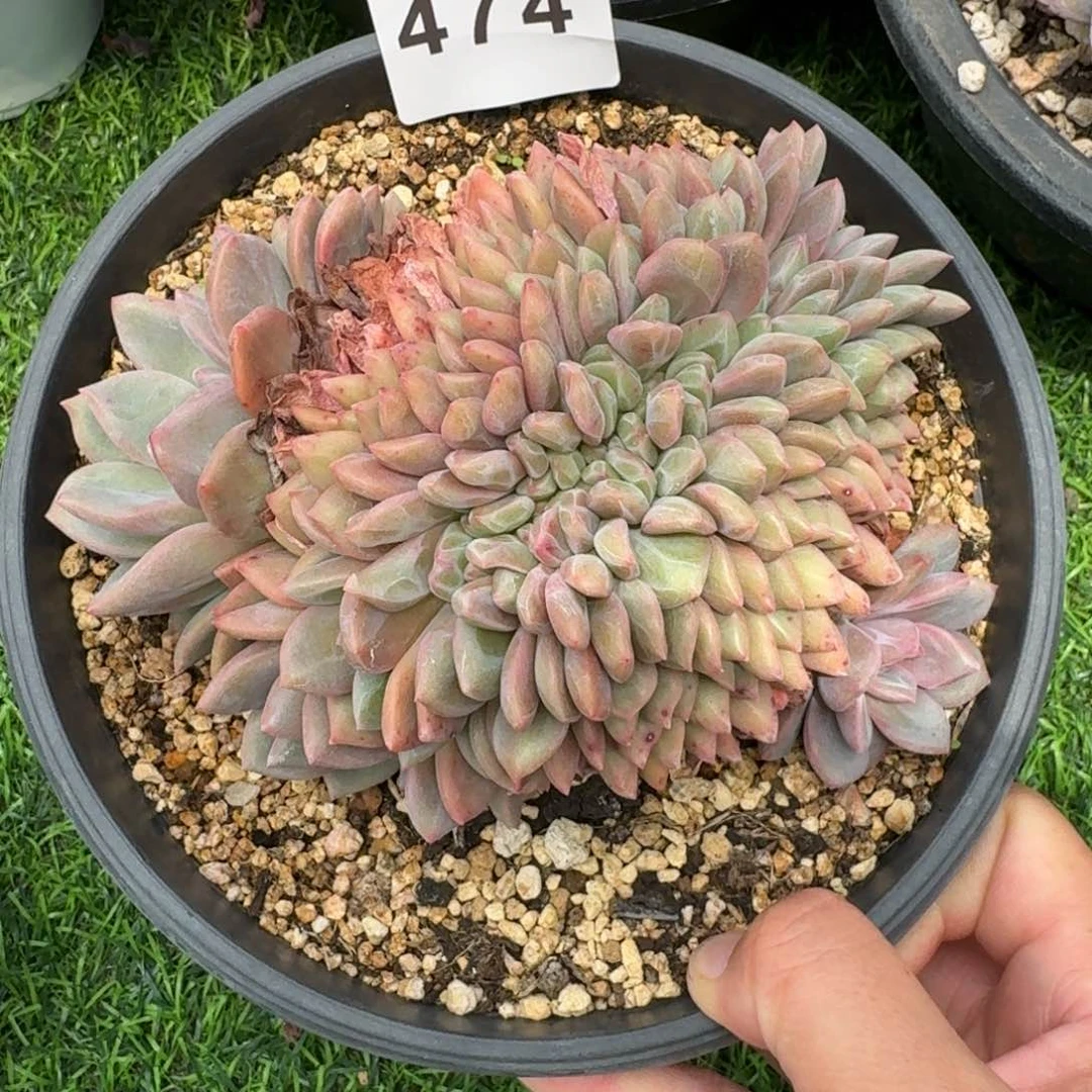 艾丽儿缀化         多肉植物