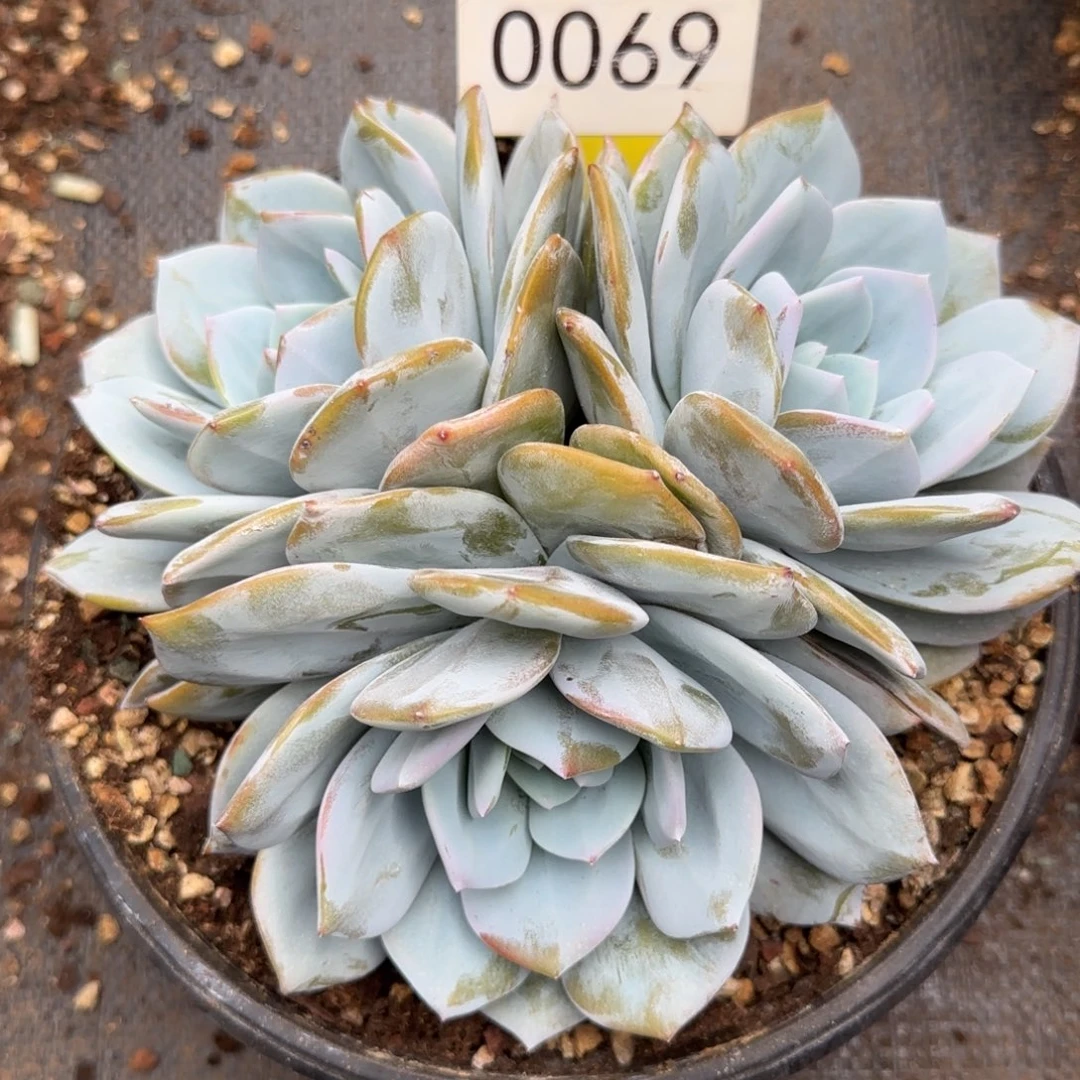 维***70069。       三头奶茶