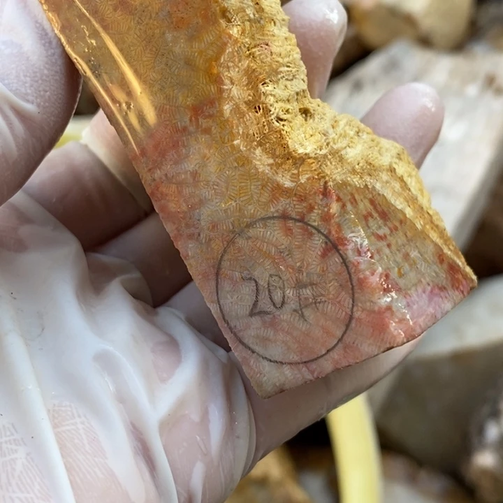 【闪购商品】未镶嵌珊瑚玉硅化玉