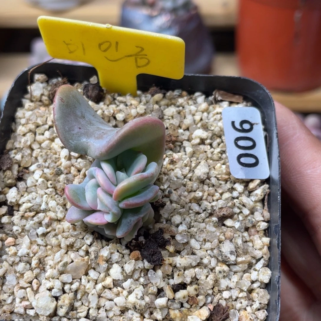 爱的松雪的松叶插苗