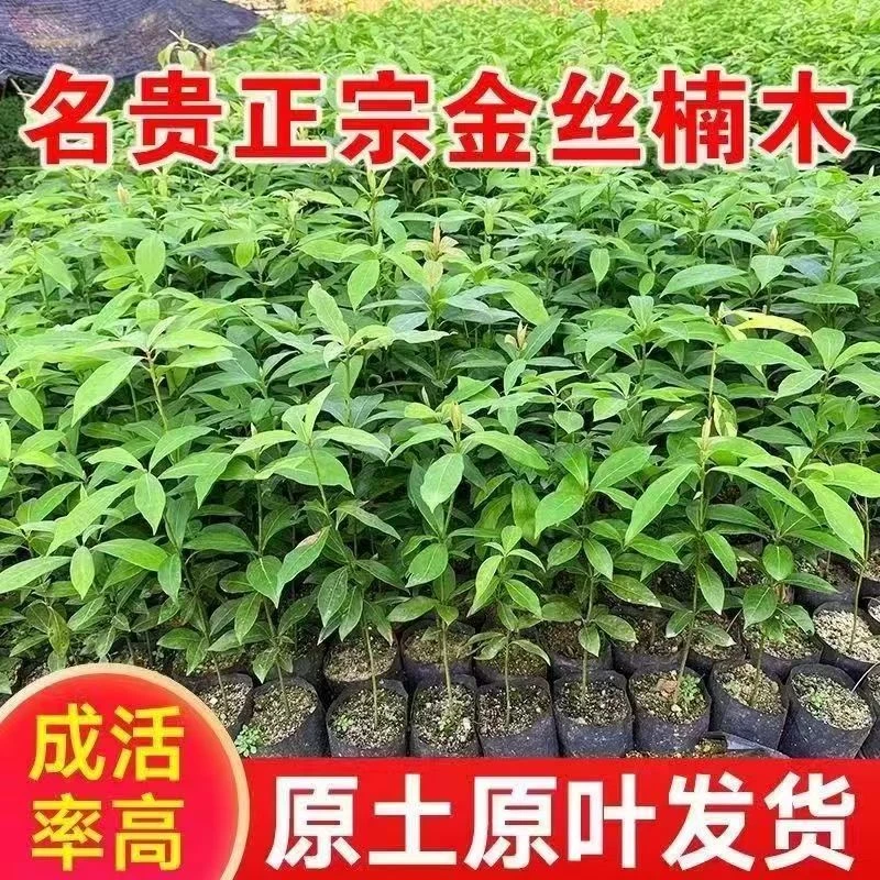 四川金丝楠木苗正宗金丝楠苗名贵小叶桢楠树苗金丝楠木苗楠木树苗