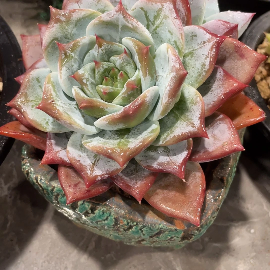 精控卡卡一物一拍