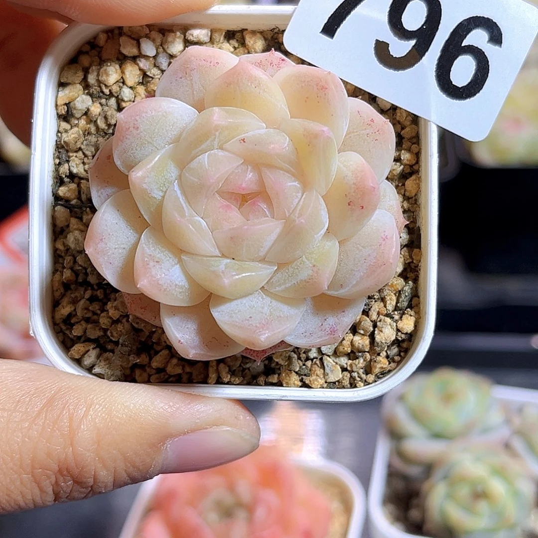 养***爱796  新品珍妮满18包邮