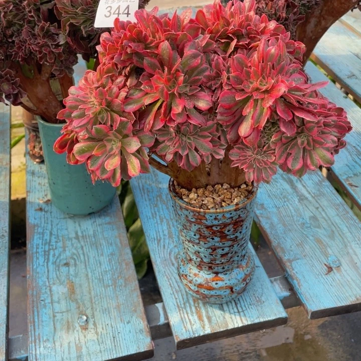 花**州344号粉女巫法师缀花