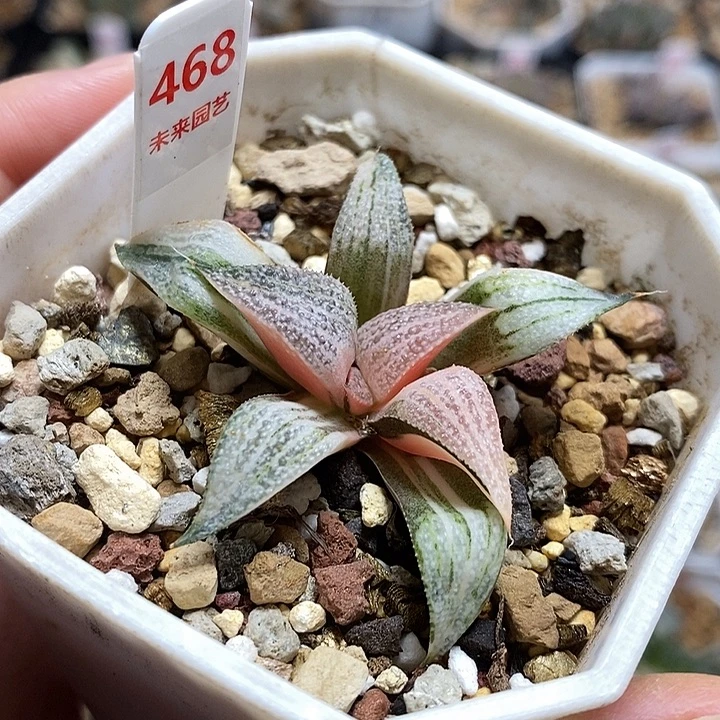 468青蟹寿一物一拍