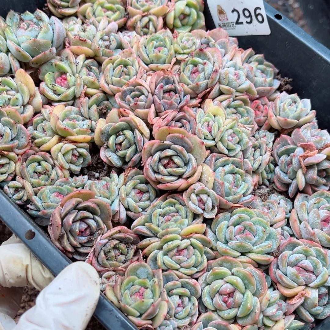 刘****多肉植物多肉植物