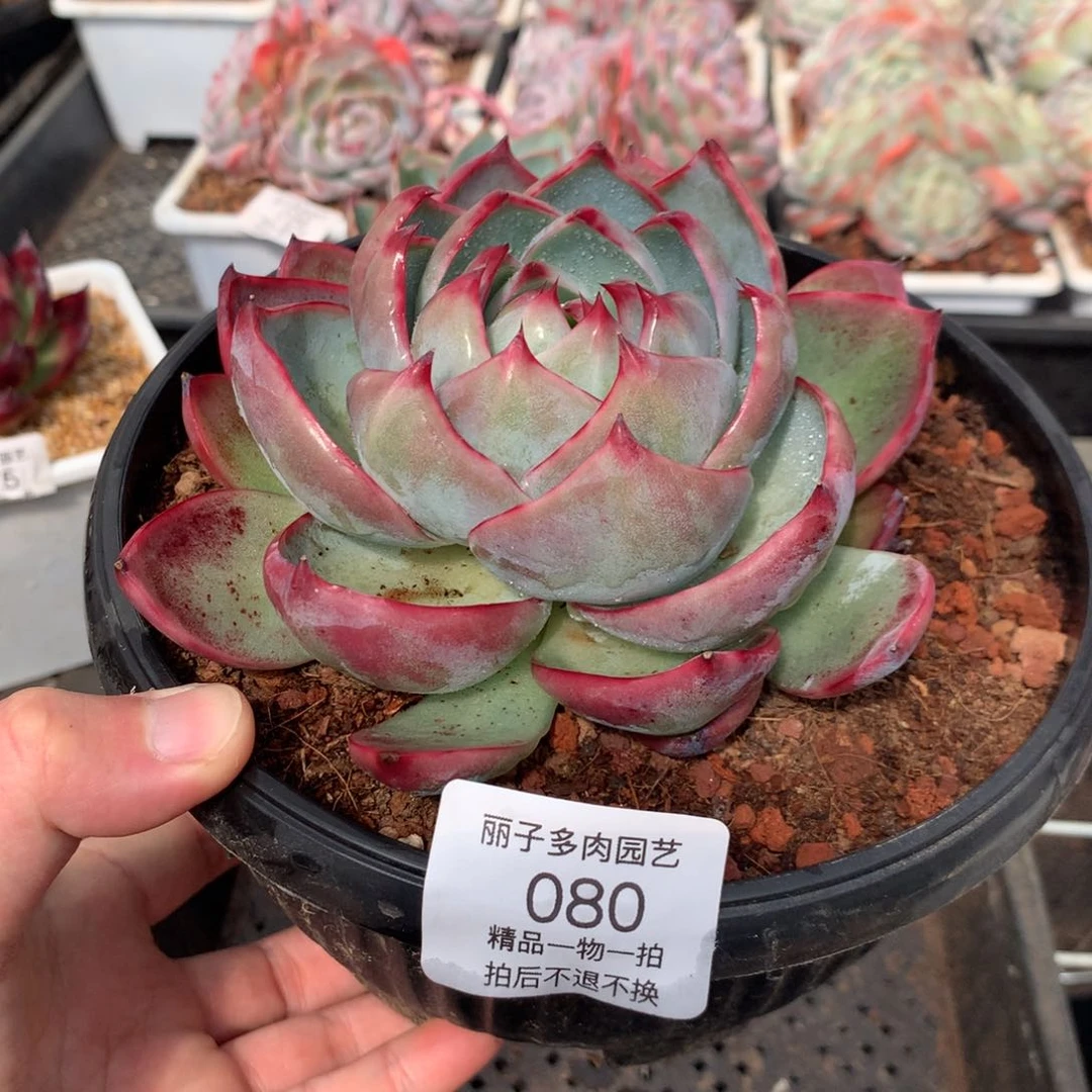 米*丫080惊鸿。尺寸12。多肉植物