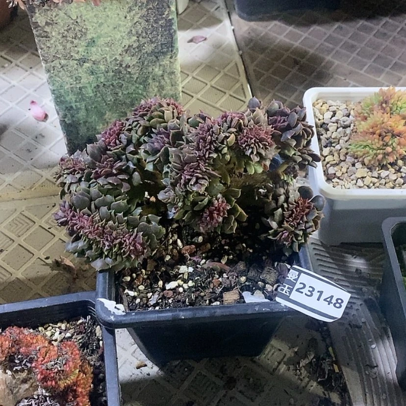 【闪购商品】大红袍缀23148