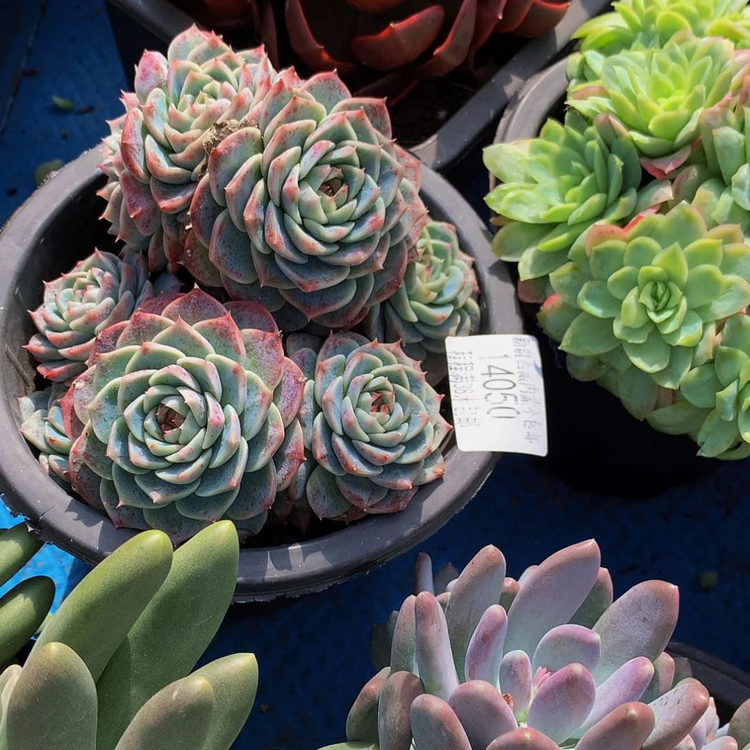 A***佳天鹅绒14050多肉多肉