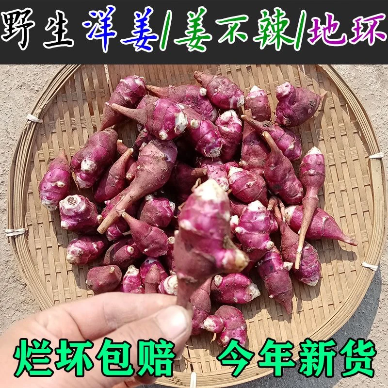 东北农家地环洋姜姜不辣胰岛果