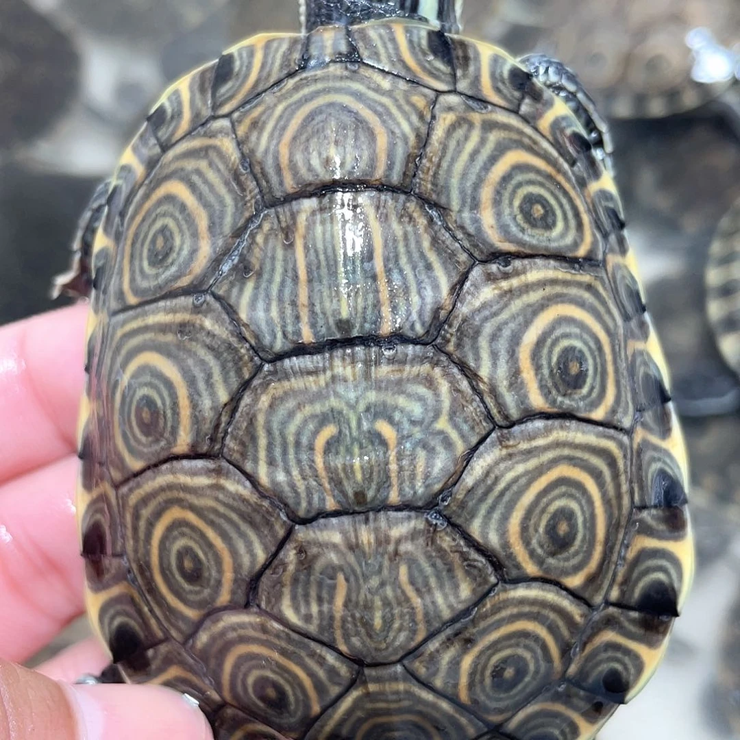 宠物龟不分公母大河