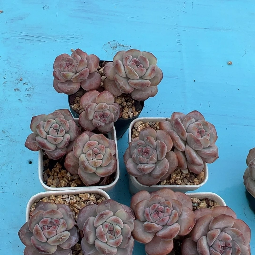 石榴籽星影老桩5颗啊啊啊