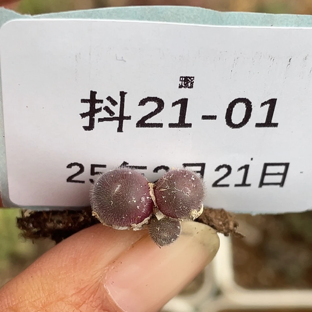 21-1毛球多肉植物