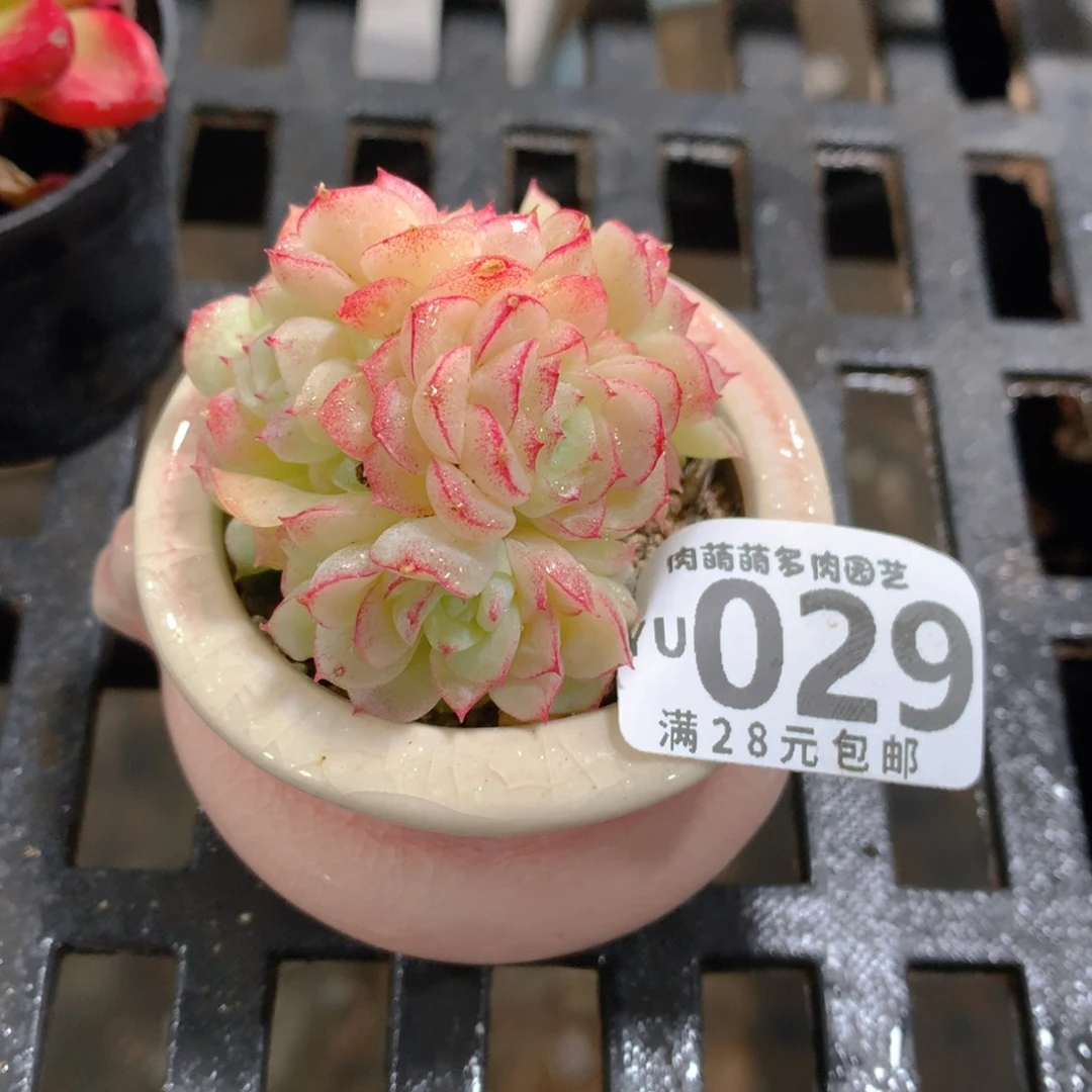 肉萌萌拇指盆精控多肉YU029