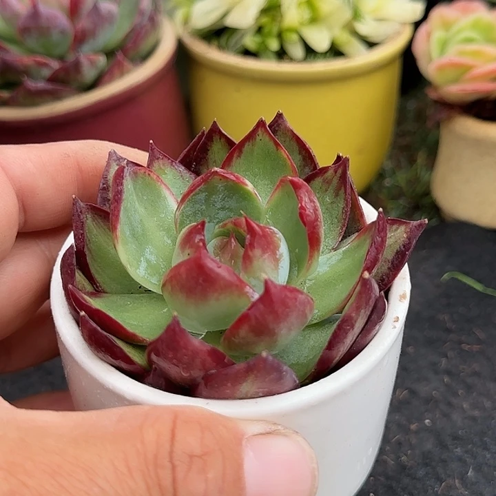 惊鸿一物一拍包装收缩花旱