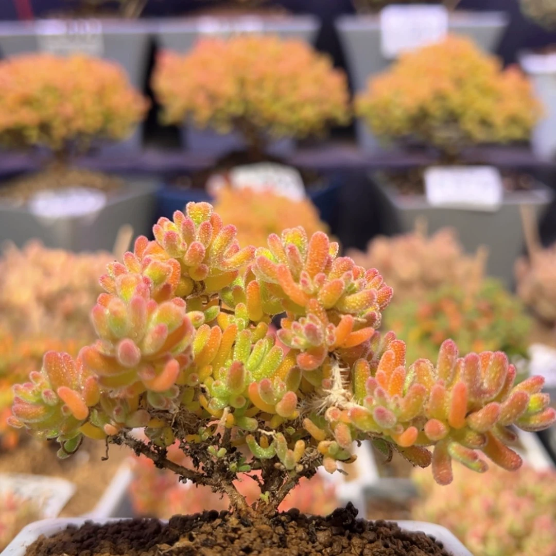 【闪购商品】e581冰川枝干番杏