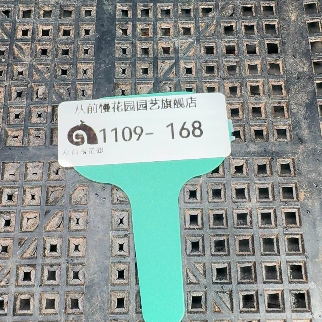 从前慢多肉精选编号1109.168