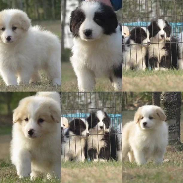 【边牧之友犬舍专属】边牧犬活体狗狗全款链接小狗