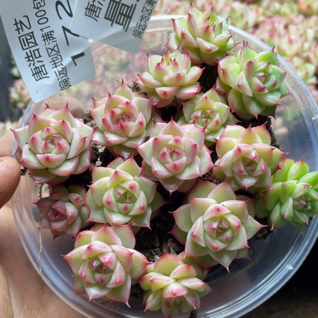 量拍麦秆一份一盒172